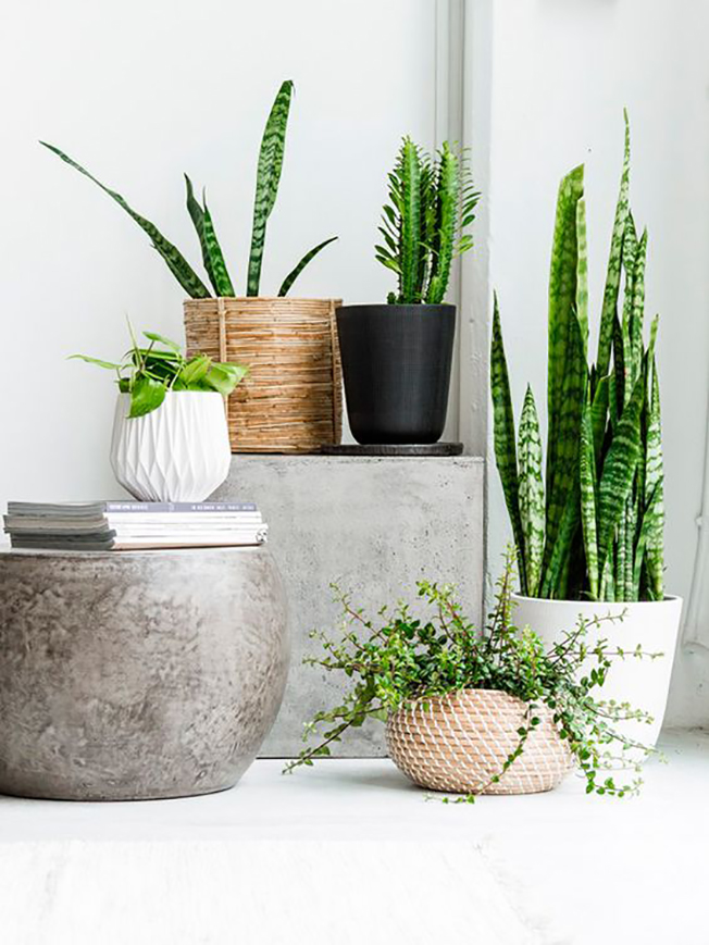Decorating With House Plants - I Love Green Inspiration