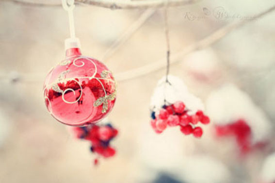 berries-christmas-photography-red-Favim.com-119784....301